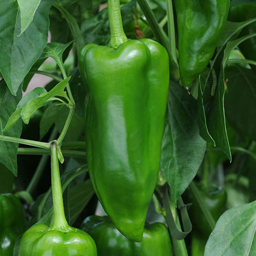 Pepper Sweet Parade Pepper Sweet Parade