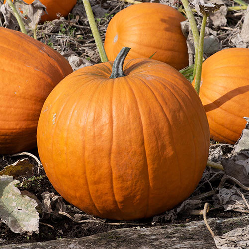 Pumpkin Atlantic Giant Pumpkin Atlantic Giant