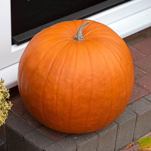 Pumpkin Atlantic Giant Pumpkin Atlantic Giant