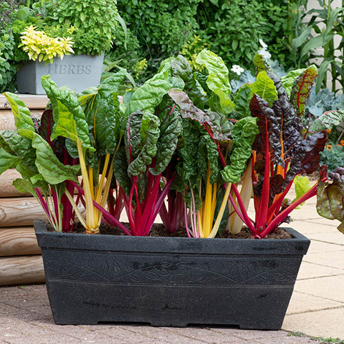 Swiss Chard Bright Lights Swiss Chard Bright Lights