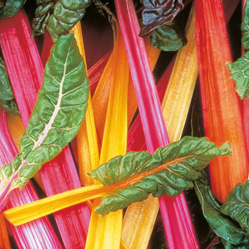 Swiss Chard Bright Lights Swiss Chard Bright Lights