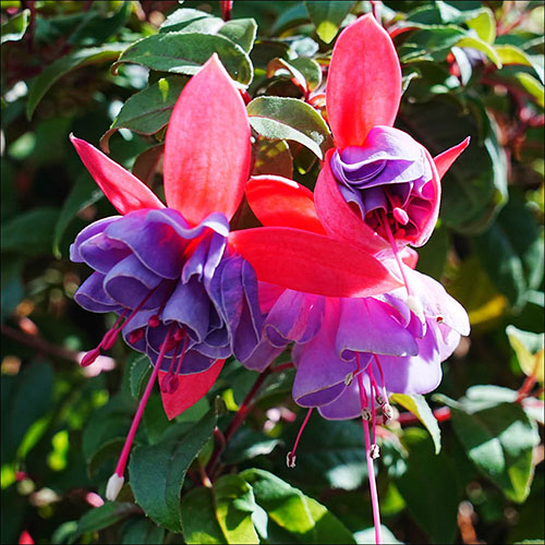 American Fuchsia Collection American Fuchsia Collection