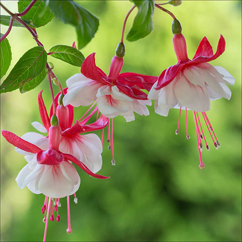 American Fuchsia Collection American Fuchsia Collection