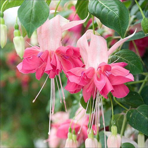 American Fuchsia Collection American Fuchsia Collection