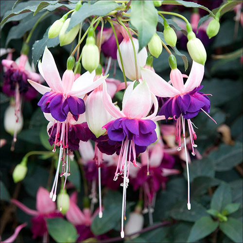 American Fuchsia Collection American Fuchsia Collection