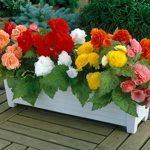 Upright Begonia Non-Stop Mix Upright Begonia Non-Stop Mix