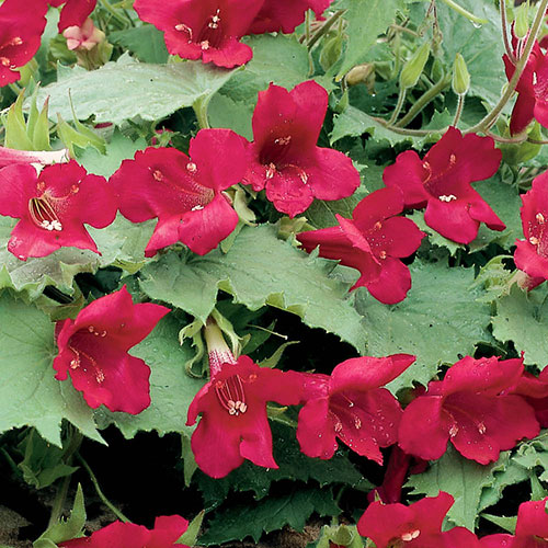 Lofos Wine Red Lofos Wine Red