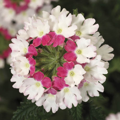 Samira Verbena Trailing Collection Samira Verbena Trailing Collection
