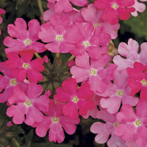 Samira Verbena Trailing Collection Samira Verbena Trailing Collection