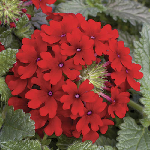 Samira Verbena Trailing Collection Samira Verbena Trailing Collection