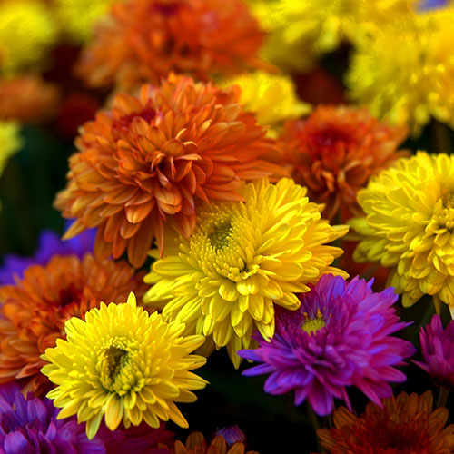 Chrysanthemum Garden Bloom Collection Chrysanthemum Garden Bloom Collection