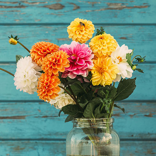 Chrysanthemum Garden Bloom Collection Chrysanthemum Garden Bloom Collection