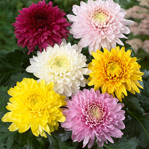 Chrysanthemum Garden Bloom Collection Chrysanthemum Garden Bloom Collection