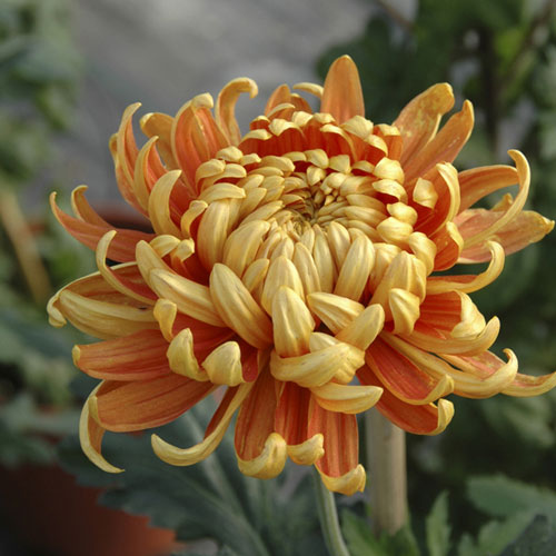 Chrysanthemum Garden Bloom Collection Chrysanthemum Garden Bloom Collection
