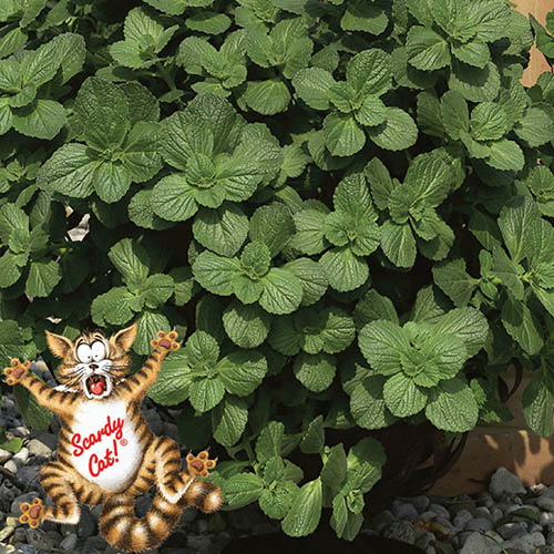 Coleus canina Scaredy Cat Plant