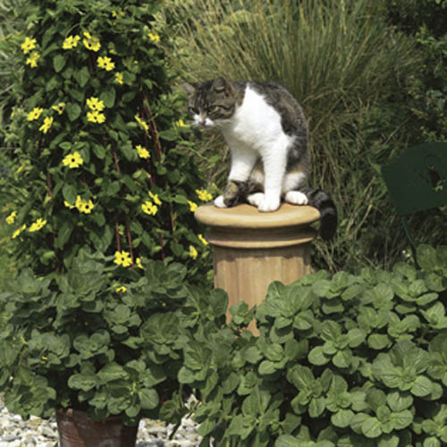 Coleus canina Scaredy Cat Plant Coleus canina Scaredy Cat Plant