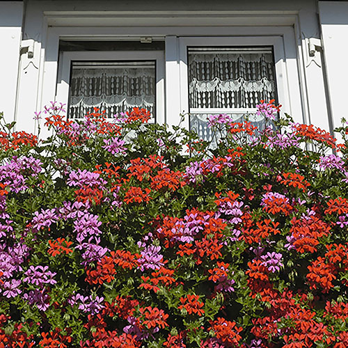 Trailing Balcony Geranium Decora Collection Trailing Balcony Geranium Decora Collection