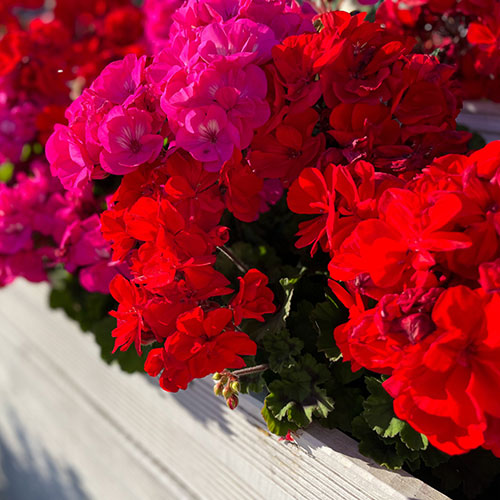 Trailing Balcony Geranium Decora Collection Trailing Balcony Geranium Decora Collection