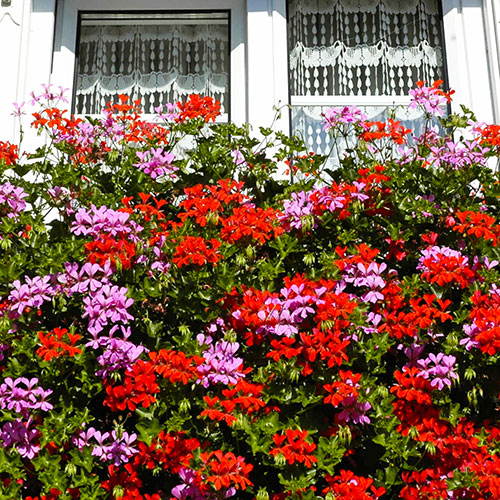 Trailing Balcony Geranium Decora Collection Trailing Balcony Geranium Decora Collection
