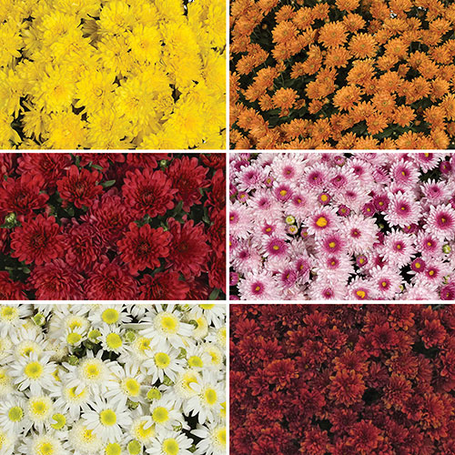 Chrysanthemum Garden Mums Collection Chrysanthemum Garden Mums Collection