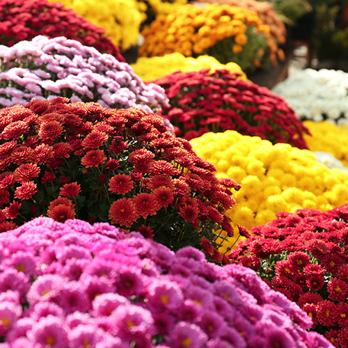 Chrysanthemum Garden Mums Collection Chrysanthemum Garden Mums Collection