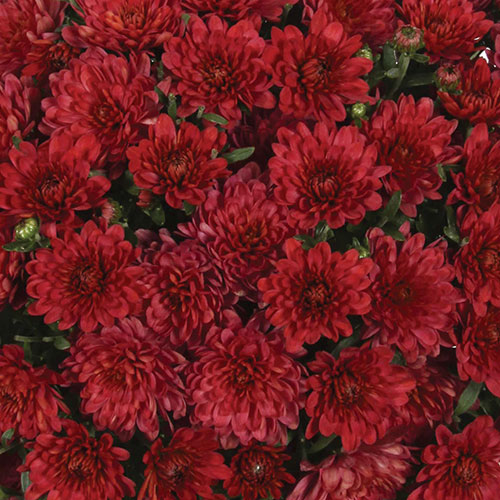 Chrysanthemum Garden Mums Collection Chrysanthemum Garden Mums Collection
