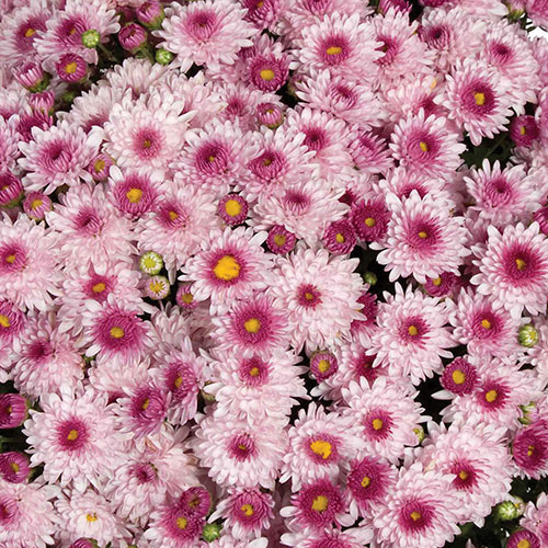 Chrysanthemum Garden Mums Collection Chrysanthemum Garden Mums Collection