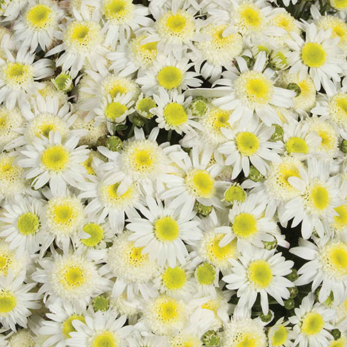 Chrysanthemum Garden Mums Collection Chrysanthemum Garden Mums Collection