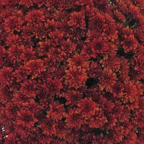 Chrysanthemum Garden Mums Collection Chrysanthemum Garden Mums Collection