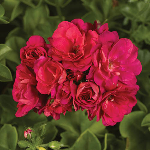 Geranium Rosebud Collection Geranium Rosebud Collection