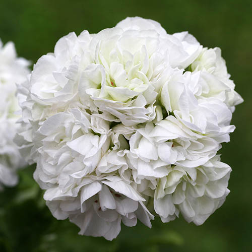 Geranium Rosebud Collection Geranium Rosebud Collection