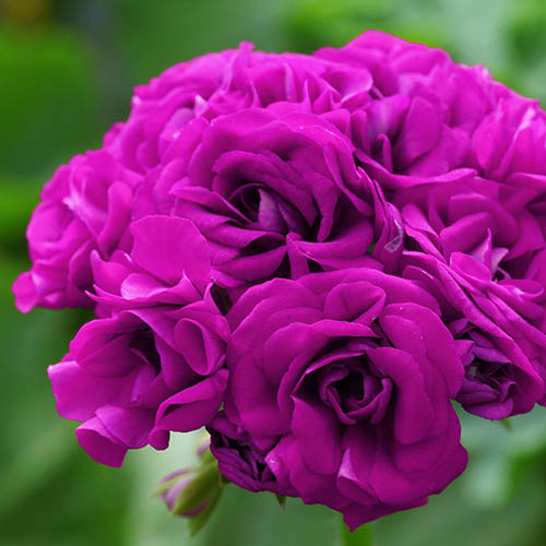 Geranium Rosebud Collection Geranium Rosebud Collection