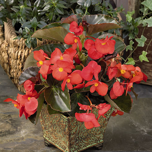Begonia Big Mix Begonia Big Mix