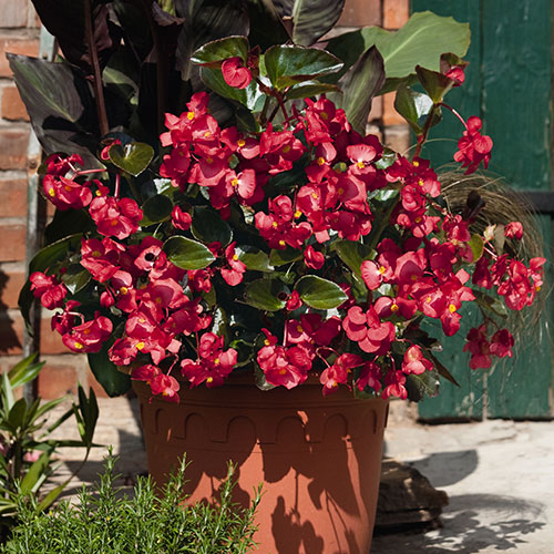 Begonia Big Mix Begonia Big Mix