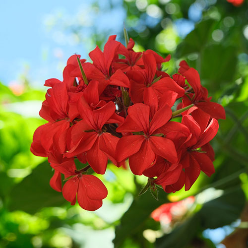 Geranium Decora Balcony Red Geranium Decora Balcony Red