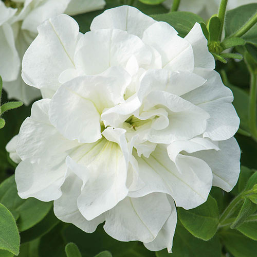 Tumbelina Petunia Most Fragrant Ever Collection Tumbelina Petunia Most Fragrant Ever Collection