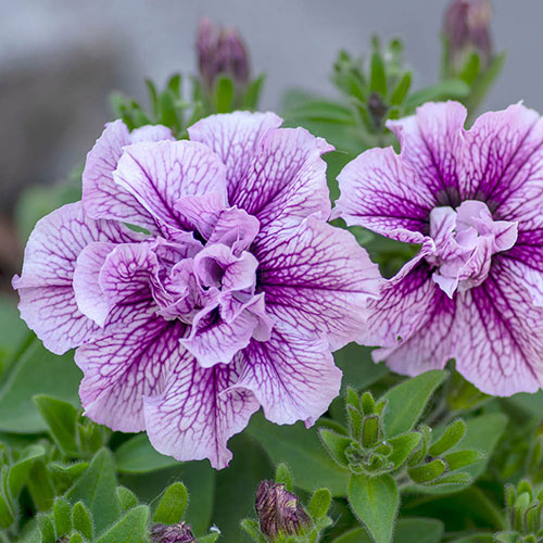 Tumbelina Petunia Most Fragrant Ever Collection Tumbelina Petunia Most Fragrant Ever Collection
