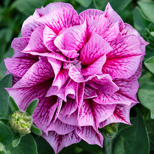 Tumbelina Petunia Most Fragrant Ever Collection Tumbelina Petunia Most Fragrant Ever Collection