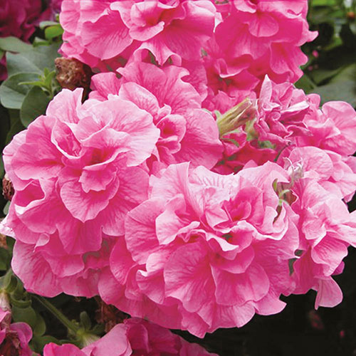 Tumbelina Petunia Most Fragrant Ever Collection Tumbelina Petunia Most Fragrant Ever Collection