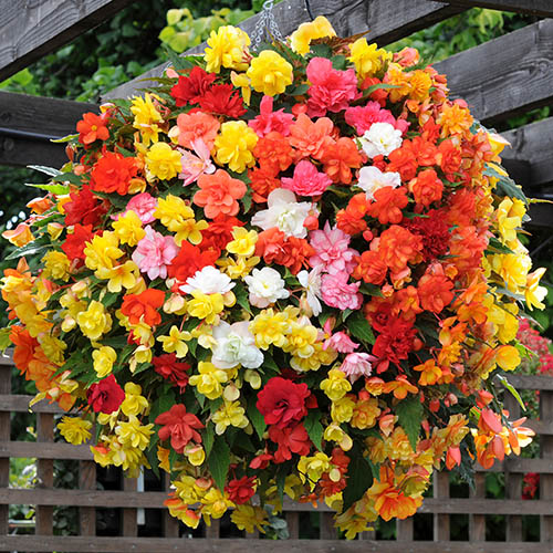 Begonia Super Cascade mix