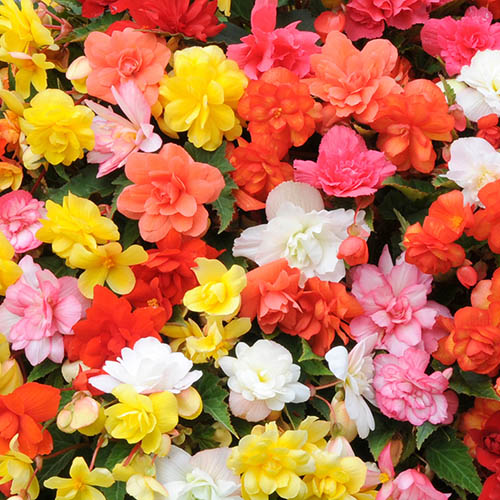 Begonia Super Cascade mix Begonia Super Cascade mix