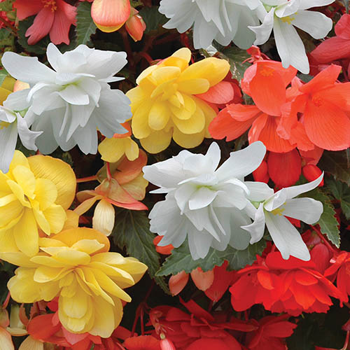 Begonia Super Cascade mix Begonia Super Cascade mix