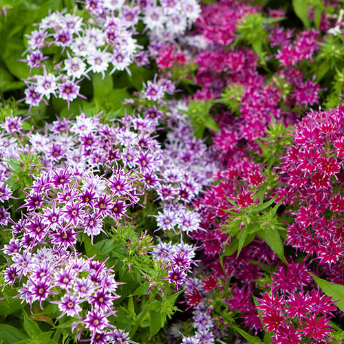 Phlox Popstars Mix Phlox Popstars Mix