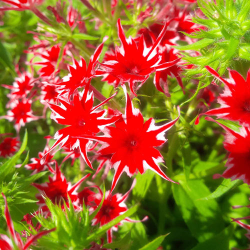 Phlox Popstars Mix Phlox Popstars Mix