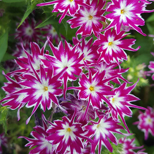 Phlox Popstars Mix Phlox Popstars Mix