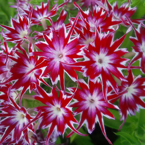 Phlox Popstars Mix Phlox Popstars Mix