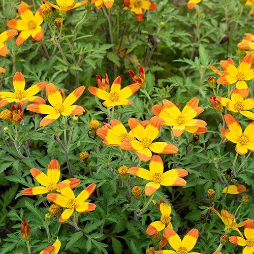 Bidens Hawaiian Flare Bidens Hawaiian Flare
