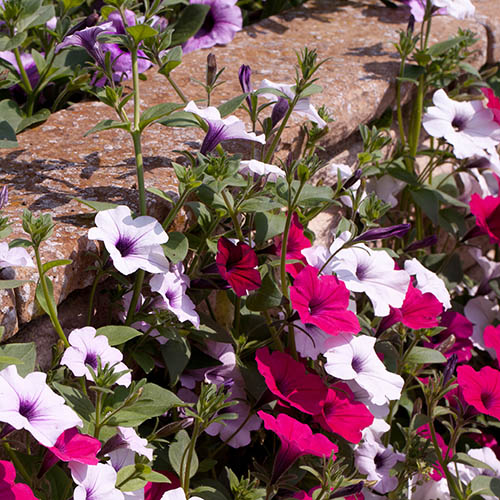Petunia Easy Wave Ultimate Mix Petunia Easy Wave Ultimate Mix