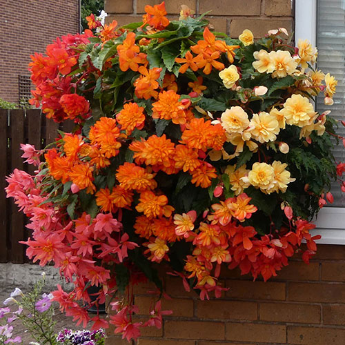 Begonia Colour Cascade