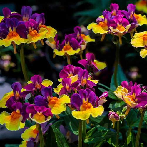 Nemesia Rhubarb and Custard Nemesia Rhubarb and Custard